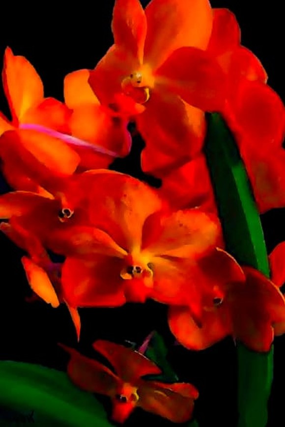 Orange Blossom, Canvas, by Marquis Leo